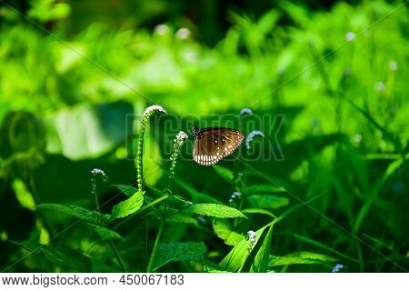 A Close-up Shot Of A Beautiful Crow Butterfly (euploea Core), Feeding On Flowers In The Garden.