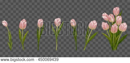 Pinktulips Stem Set, Vector Watercolor Hand Paint Spring Flower On Transparent Background,illustrati