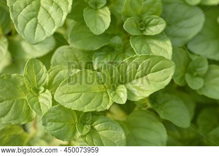 Basil Mint Green Leaves In The Garden