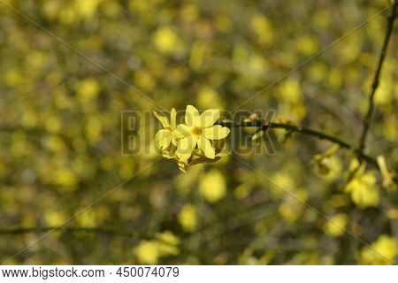 Winter Jasmine Green Branch With Yellow Flowers