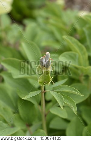 Mlokosewitchs Peony Fruit In The Garden In Spring