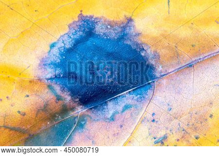 Macro Photo On Maple Leaf With Black Tar Spot Caused By A Fungus Called Rhytisma Acerinum.