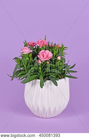 Potted Pink Dianthus Flowers On Violet Background