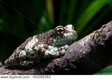 Amazon Milk Frog - Trachycephalus Resinifictrix On A Branch