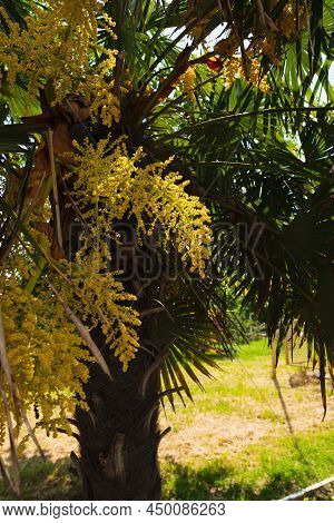 Tropical Palm Flowers On A Tree On A Sunny Hot Day