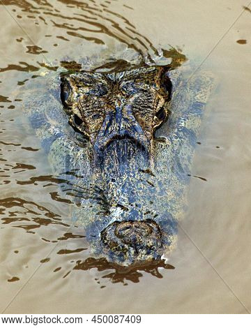 Closeup Of Black Caiman (melanosuchus Niger) Head Camouflaged In River In The Pampas Del Yacuma, Bol