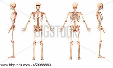 Skeleton Human Front Back Two Sides View With Arms Open Pose Ventral, Lateral, And Dorsal Views. Set