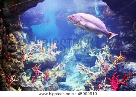 Reef