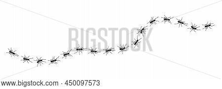 Worker Ants Trail Line Flat Style Design Vector Illustration Isolated On White Background. Top View 