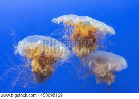Orange Jellyfish (chrysaora Fuscescens Or Pacific Sea Nettle) In Blue Ocean Water