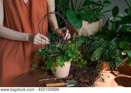 Spring Work Room Care, Houseplant Renunciation. Waking Up Indoor Plants For Spring. A Woman Transpla