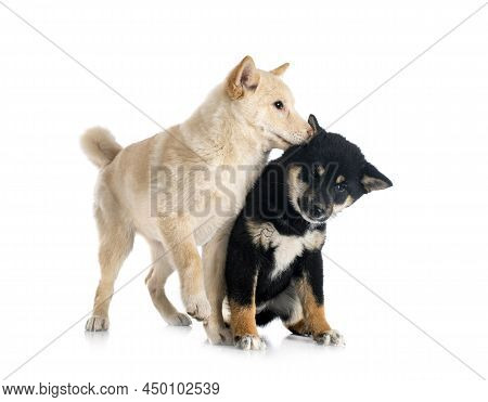 Shiba Inus In Front Of White Background