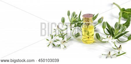 Borage Oil, Borago Officinalis Flowers  On White Background, Close Up