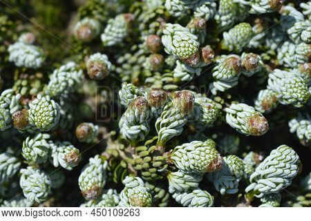 Korean Fir Kohouts Ice Breaker Small Branches