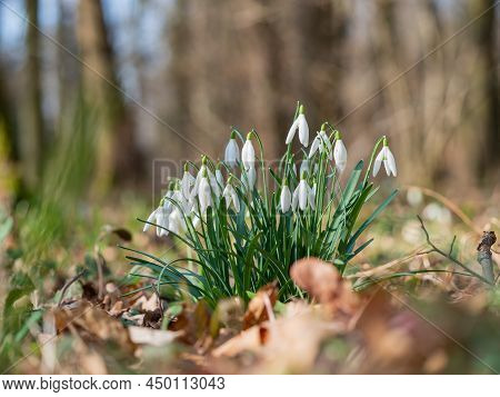 Snowdrop Or Common Snowdrop (galanthus Nivalis)spring Flowers.wild Flower Blooming In Spring Forest,
