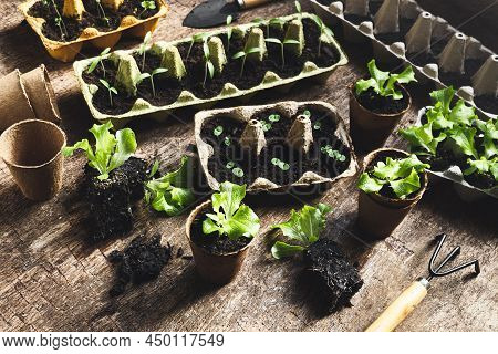 Tomato, Basil And Lettuce Seedlings In Reused Egg Trays And Coconut Biodegradable Pots On The Dark W