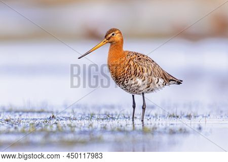 Black-tailed Godwit (limosa Limosa) Resting And Foraging In Shallow Water Of A Wetland During Migrat