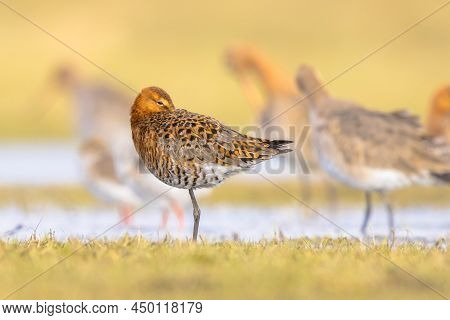 Sleeping Group Of Black-tailed Godwit (limosa Limosa) Resting And Foraging In Shallow Water Of A Wet