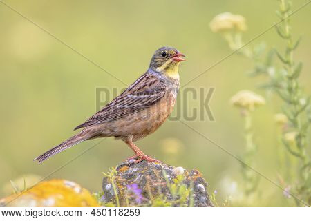 Ortolan Bunting (emberiza Hortulana) Perched On Stone. This Is A Eurasian Bird In The Bunting Family
