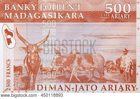 Zebus From Old Malagasy Money - Ariary