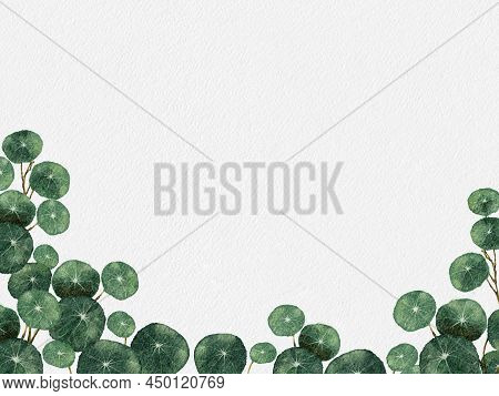 Stephania Erecta Watercolor Hand Paint House Plant On White  Background, Illustration Digital Paint 