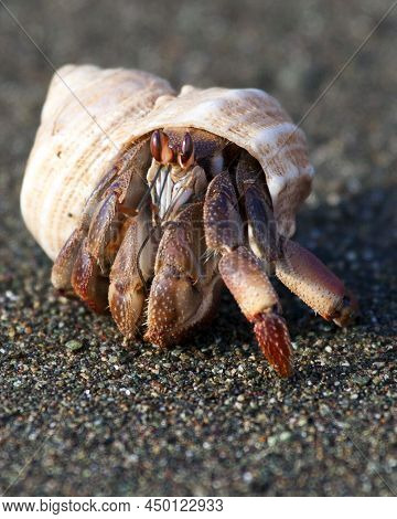 Closeup Portrait Of Hermit Crabs (pagurus Samuelis) On Empty Beach Corcovado National Park, Costa Ri