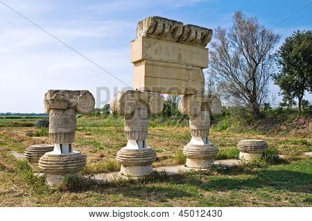 Parco archeologico. Metaponto. Basilicata. Italia.