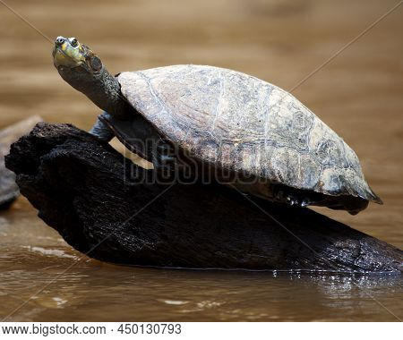Closeup Portrait Of  A Yellow-spotted River Turtle (podocnemis Unifilis) Sitting On Log Surrounded B
