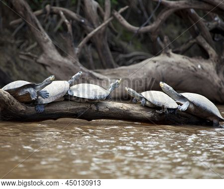 Closeup Portrait Of A Group Of Yellow-spotted River Turtles (podocnemis Unifilis) Sitting On Log Sur