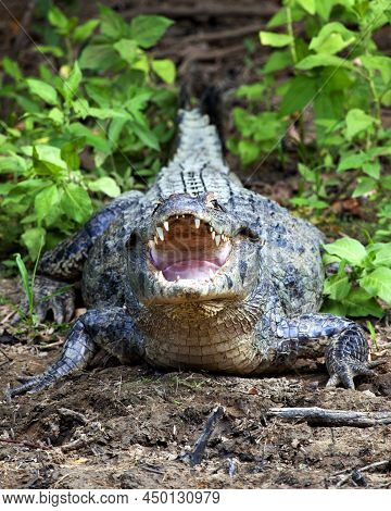Closeup Of A Black Caiman (melanosuchus Niger) Sitting Along Banks Of River With Jaw Wide Open Teeth