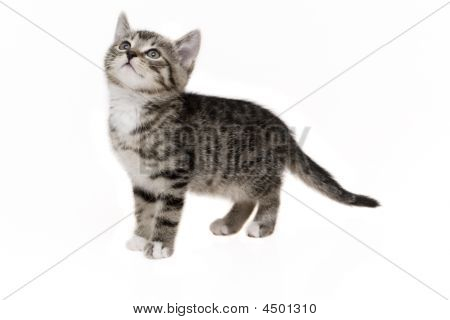 Katze