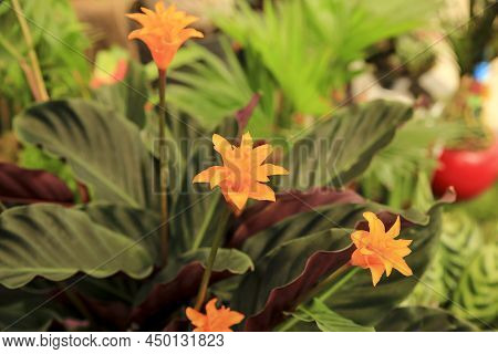 Beautiful Colorful Calathea Crocata Plants In The Garden