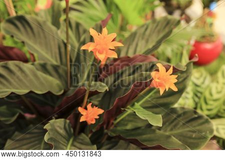 Beautiful Colorful Calathea Crocata Plants In The Garden