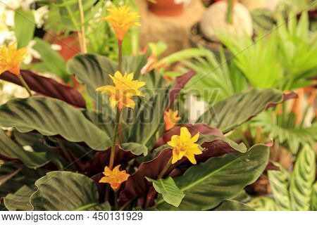 Beautiful Colorful Calathea Crocata Plants In The Garden
