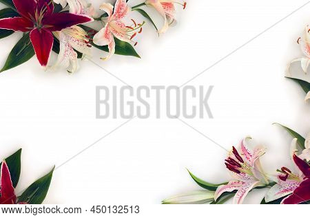White Flowers Lilies With Pink Spots And Maroon Lilies On A White Background With Space For Text. To