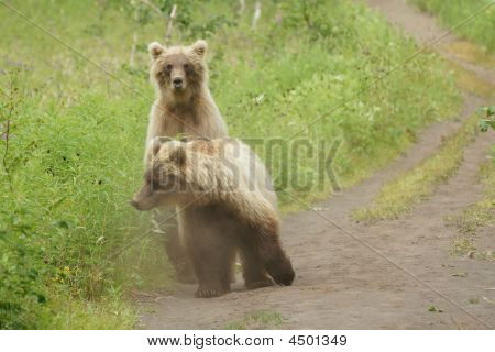 Medvěd hnědý (ursus Arctos Jeniseensis)
