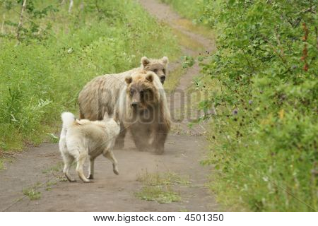 Medvěd hnědý (ursus Arctos Jeniseensis)