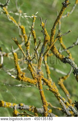 Common Orange Lichen (xanthoria Parietina), Also Known As Yellow Scale, Maritime Sunburst Lichen And