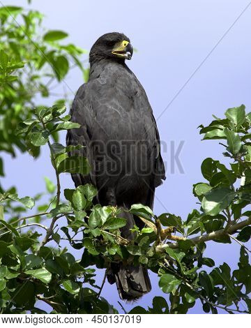 Closeup Portrait Of A Great Black Hawk (buteogallus Urubitinga) Perched In Tree In The Pampas Del Ya