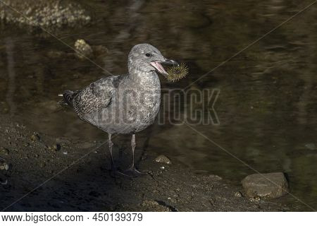 Glaucous Winged Gull Eat Sea Urchins At Vancouver Bc Canada