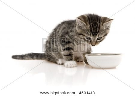 Kot