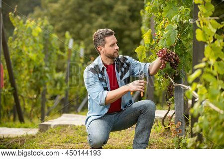 Man Harvester On Summer Harvest. Enologist With Garden Scissors. Farmer Cut Grapevine.