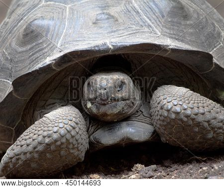 Closeup Head On Portrait  Of A Galapagos Tortoise (chelonoidis ) Looking Straight At Camera In The G