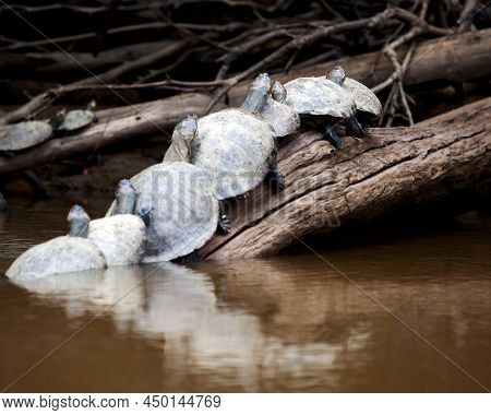 Closeup Portrait Of Yellow-spotted River Turtles (podocnemis Unifilis) Sitting On Log With Reflectio