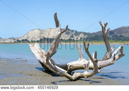 Driftwood Log On Muddy Edge Of Uawa River Running Through Township Of Tolaga Bay.