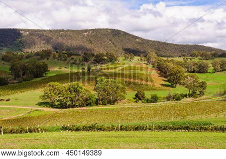 Picturesque Vineyards In The Hunter Valley - Mount View, Nsw, Australia
