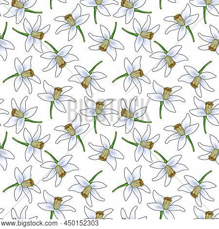 Seamless Pattern With Drawing Flowers Of Neroli At White Background, Hand Drawn Illustration