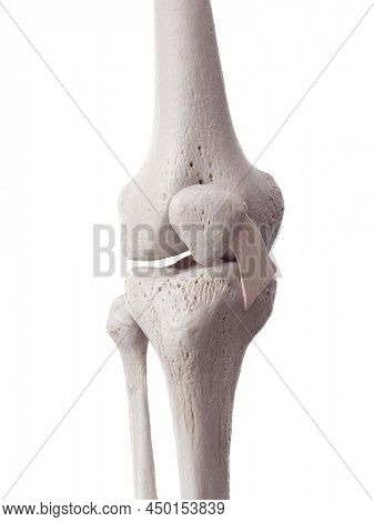3d rendered medically accurate illustration of the medial patellar ligament