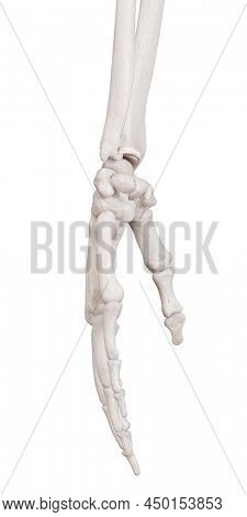 3d rendered medically accurate illustration of the volar radioulnar ligament