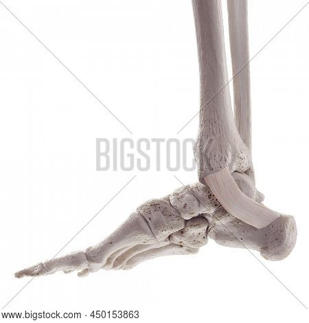 3d rendered medically accurate illustration of the flexor retinaculum